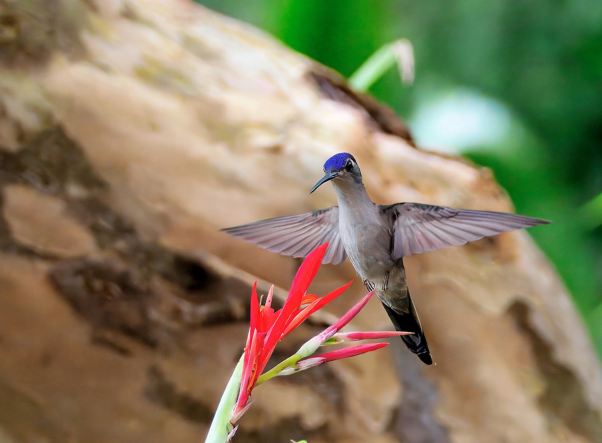 Wedge-tailed Sabrewing - ML649721987