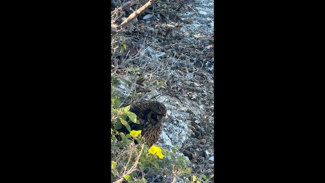 短耳鴞(galapagoensis) - ML649722141