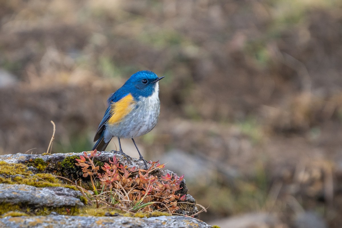 Robin de l'Himalaya - ML649723276