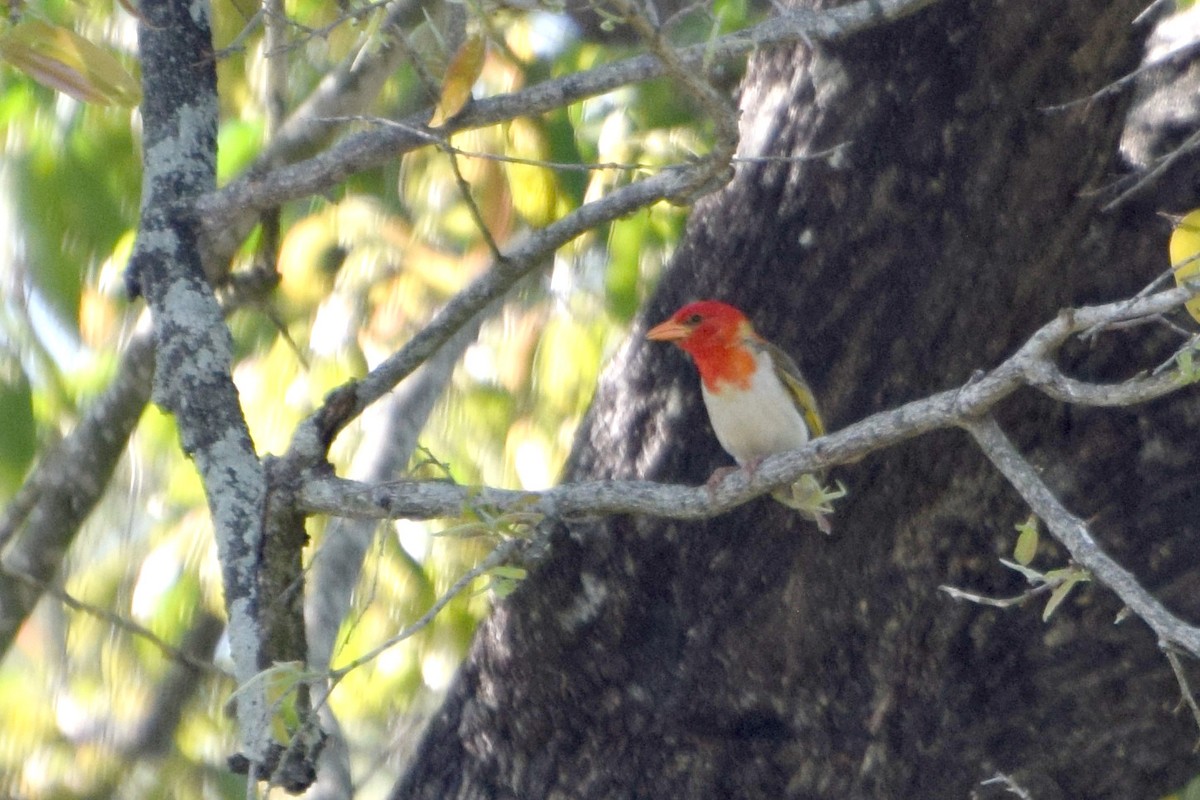 Малімб червоноголовий (підвид rubriceps) - ML649723819