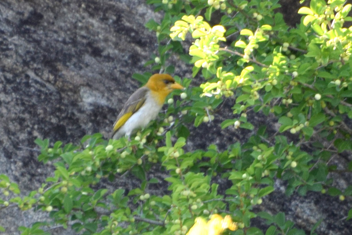 Малімб червоноголовий (підвид rubriceps) - ML649723820