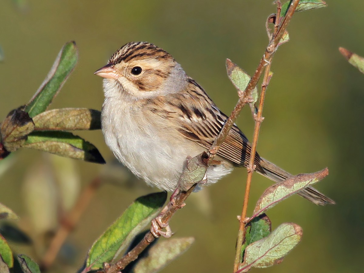 Nonbreeding adult/immature