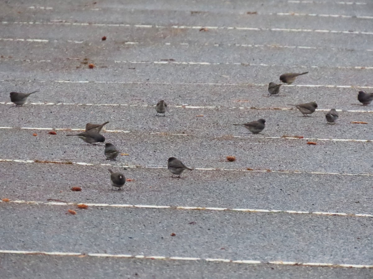 Dark-eyed Junco - ML649724688