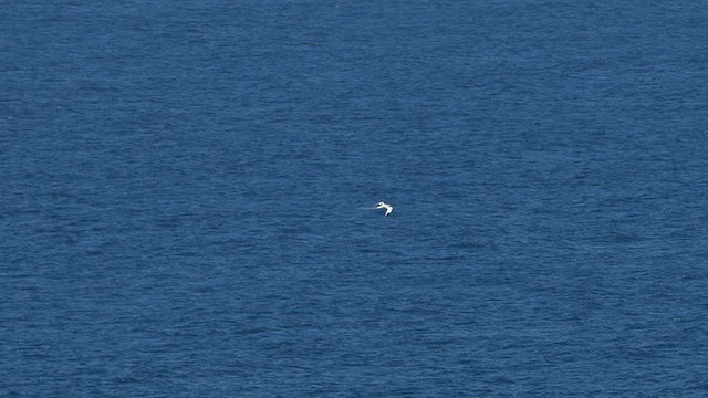 White-tailed Tropicbird - ML649725112
