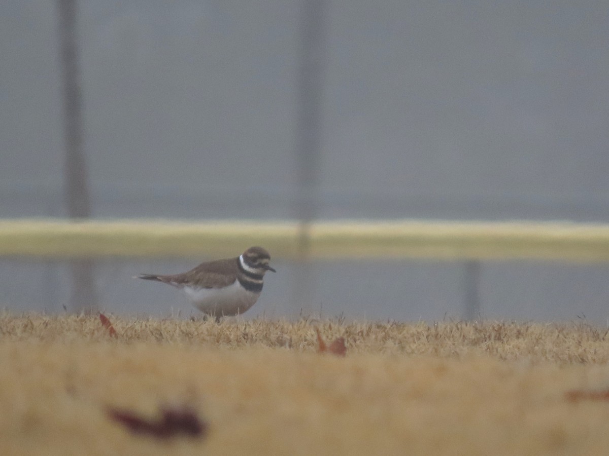 Killdeer - ML649725612