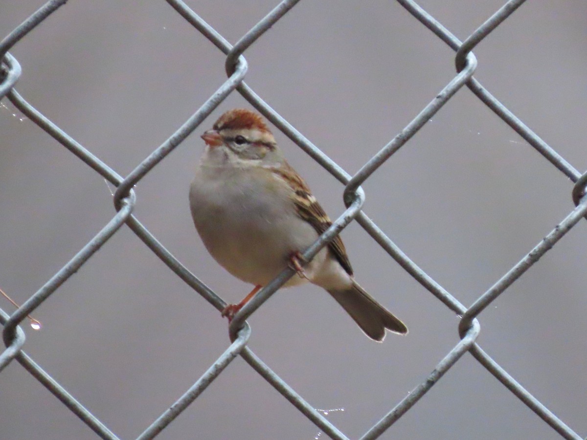 Chipping Sparrow - ML649725648