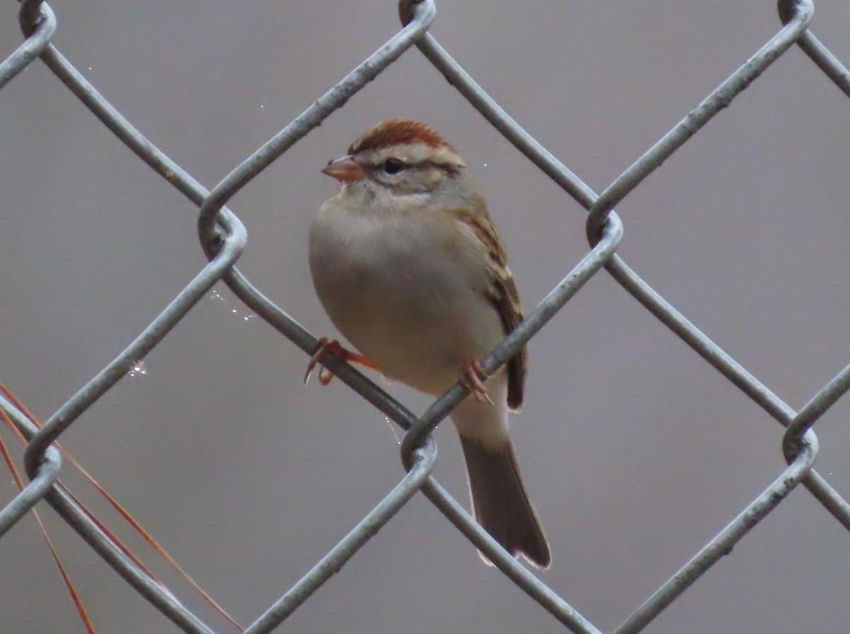 Chipping Sparrow - ML649725649
