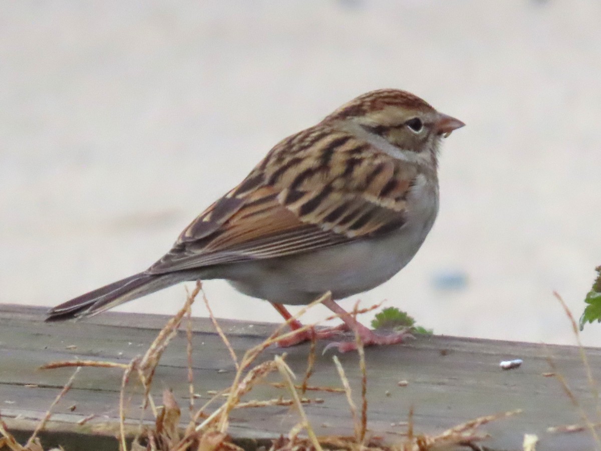 Chipping Sparrow - ML649725650