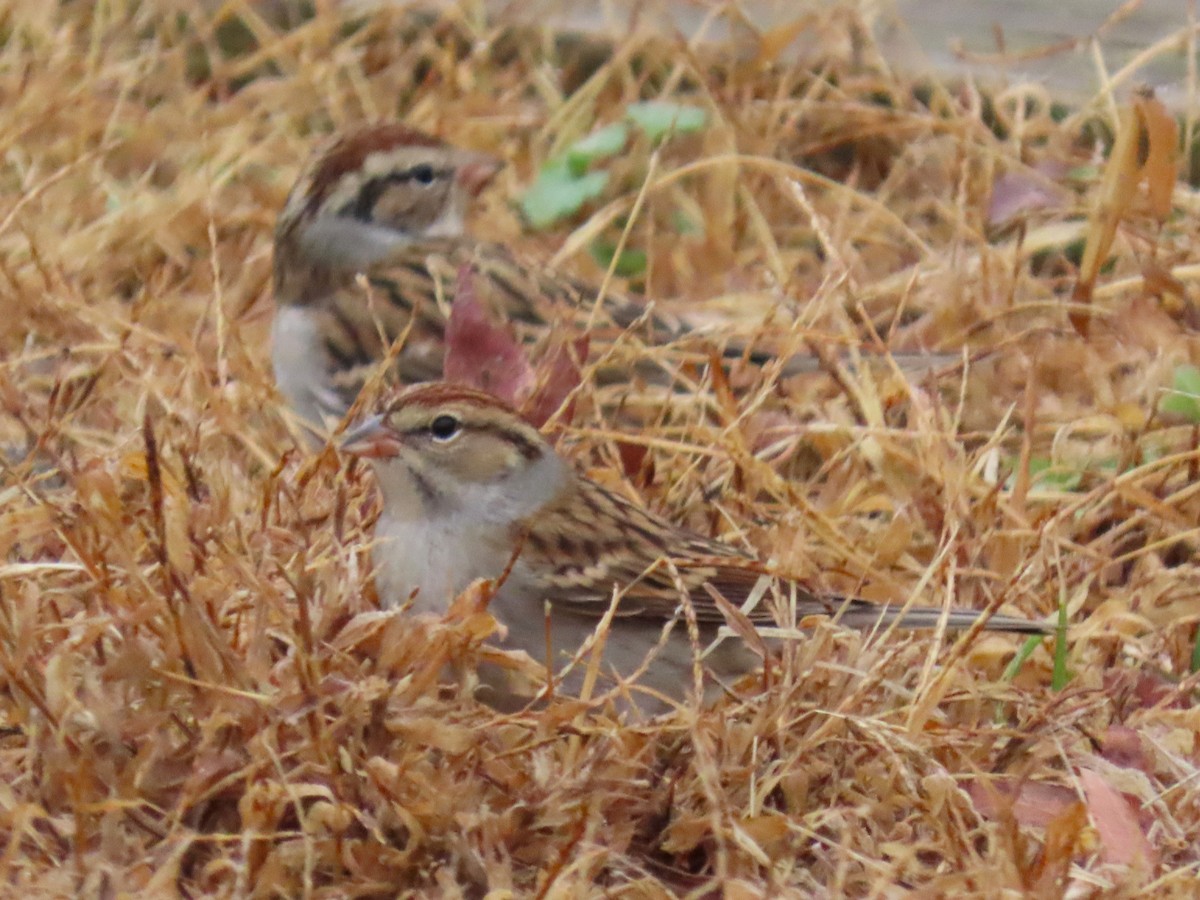 Chipping Sparrow - ML649725651