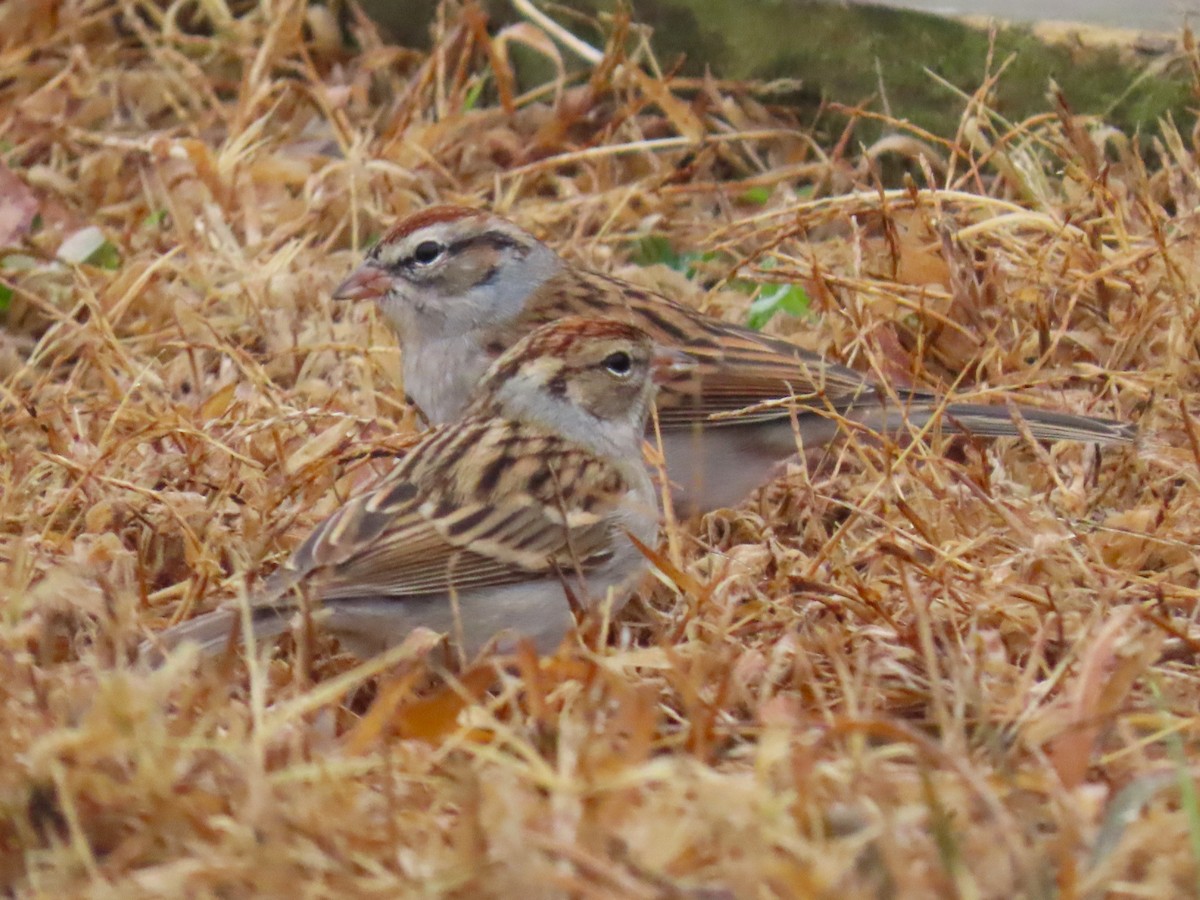 Chipping Sparrow - ML649725652