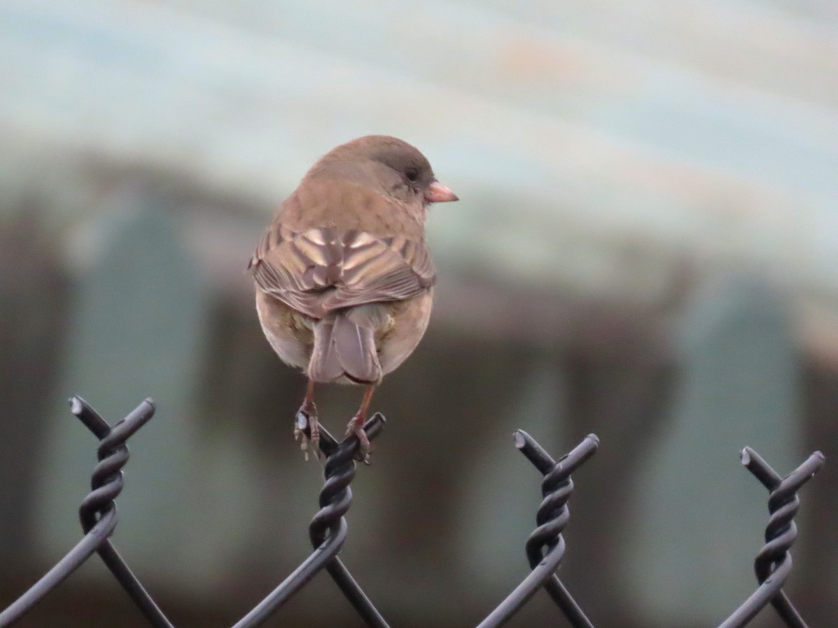 Dark-eyed Junco - ML649725690