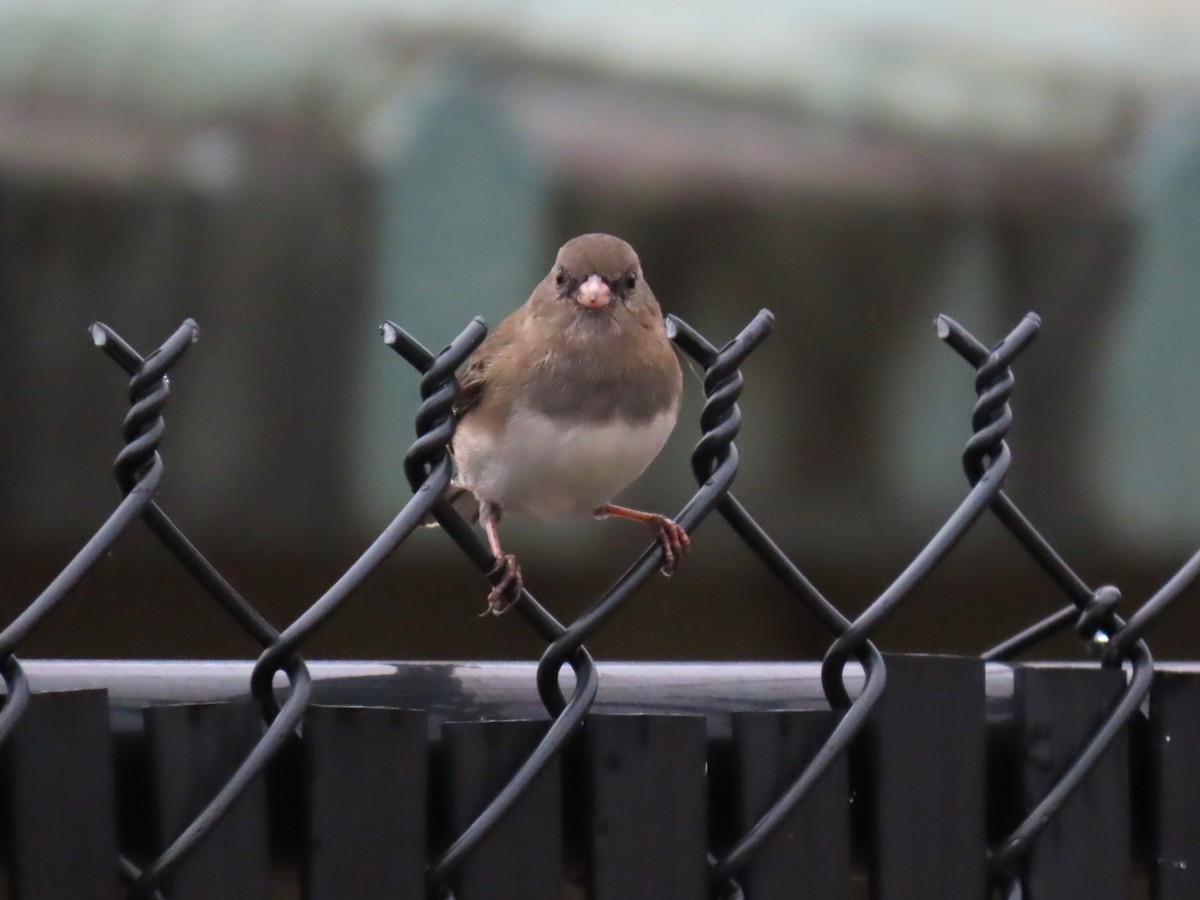 Dark-eyed Junco - ML649725692