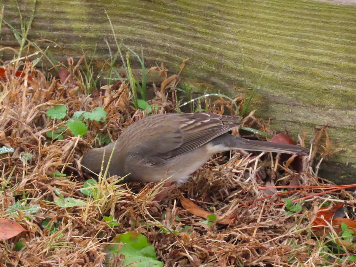 Dark-eyed Junco - ML649725693