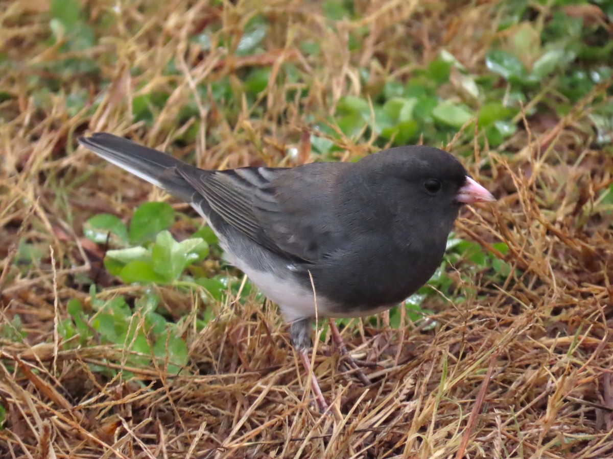 Dark-eyed Junco - ML649725695