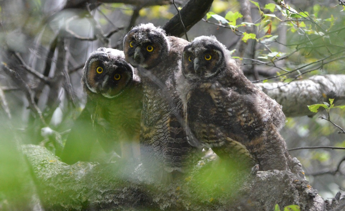 Long-eared Owl - ML64972581