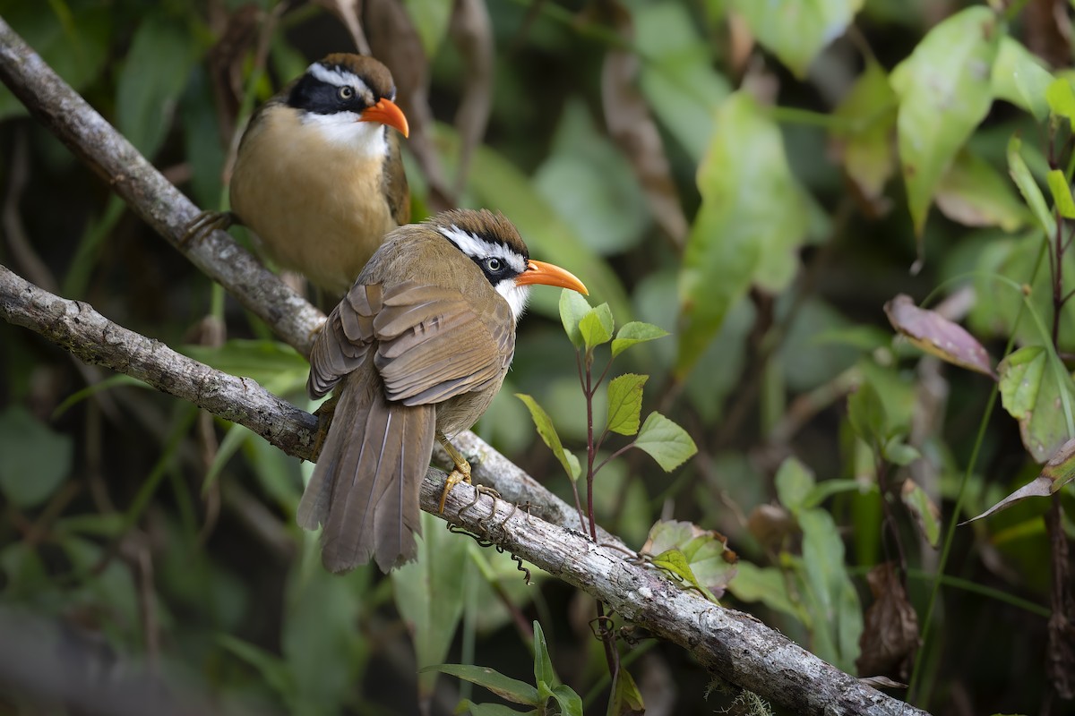 Силамбан буроголовий - ML649726751