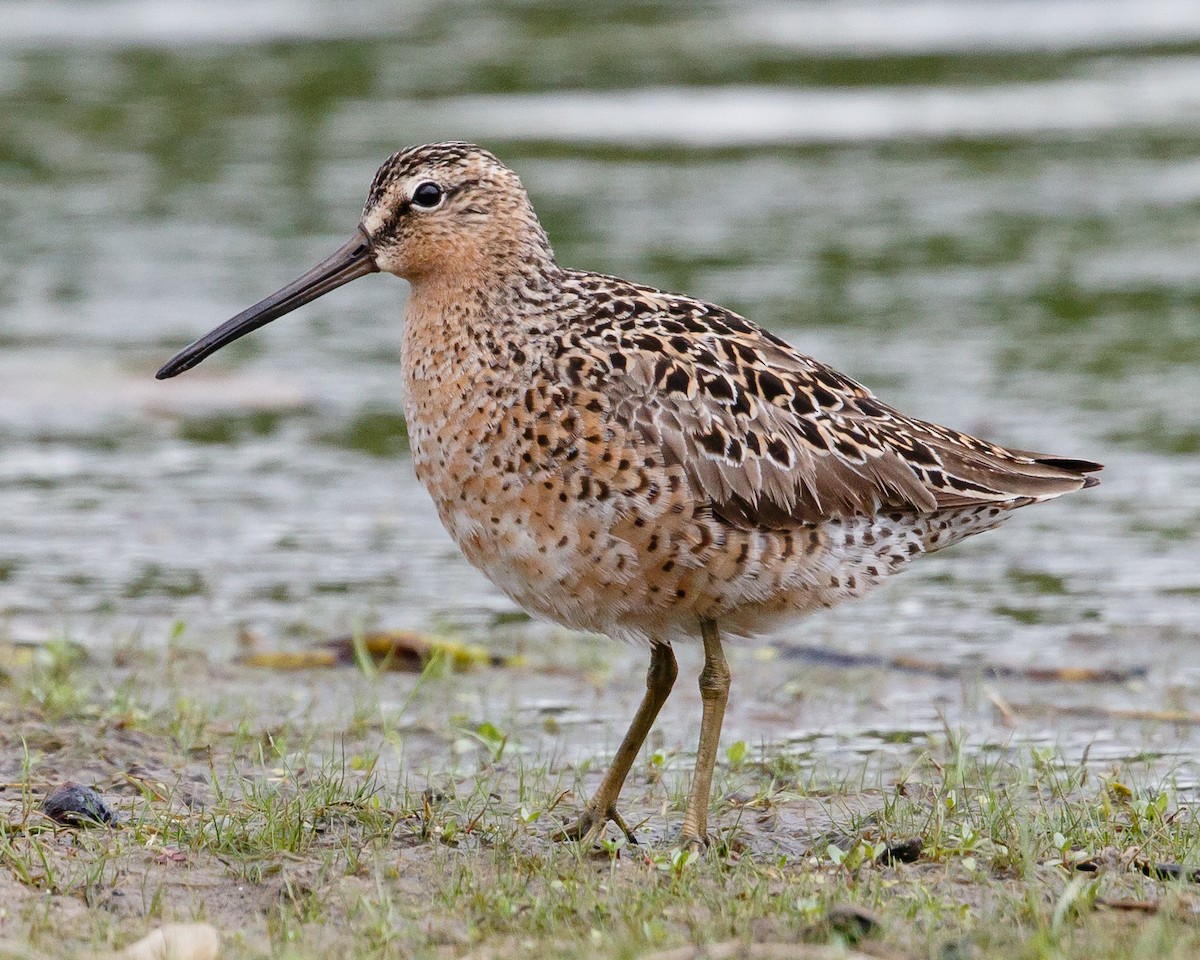 Short-billed Dowitcher - ML64972731