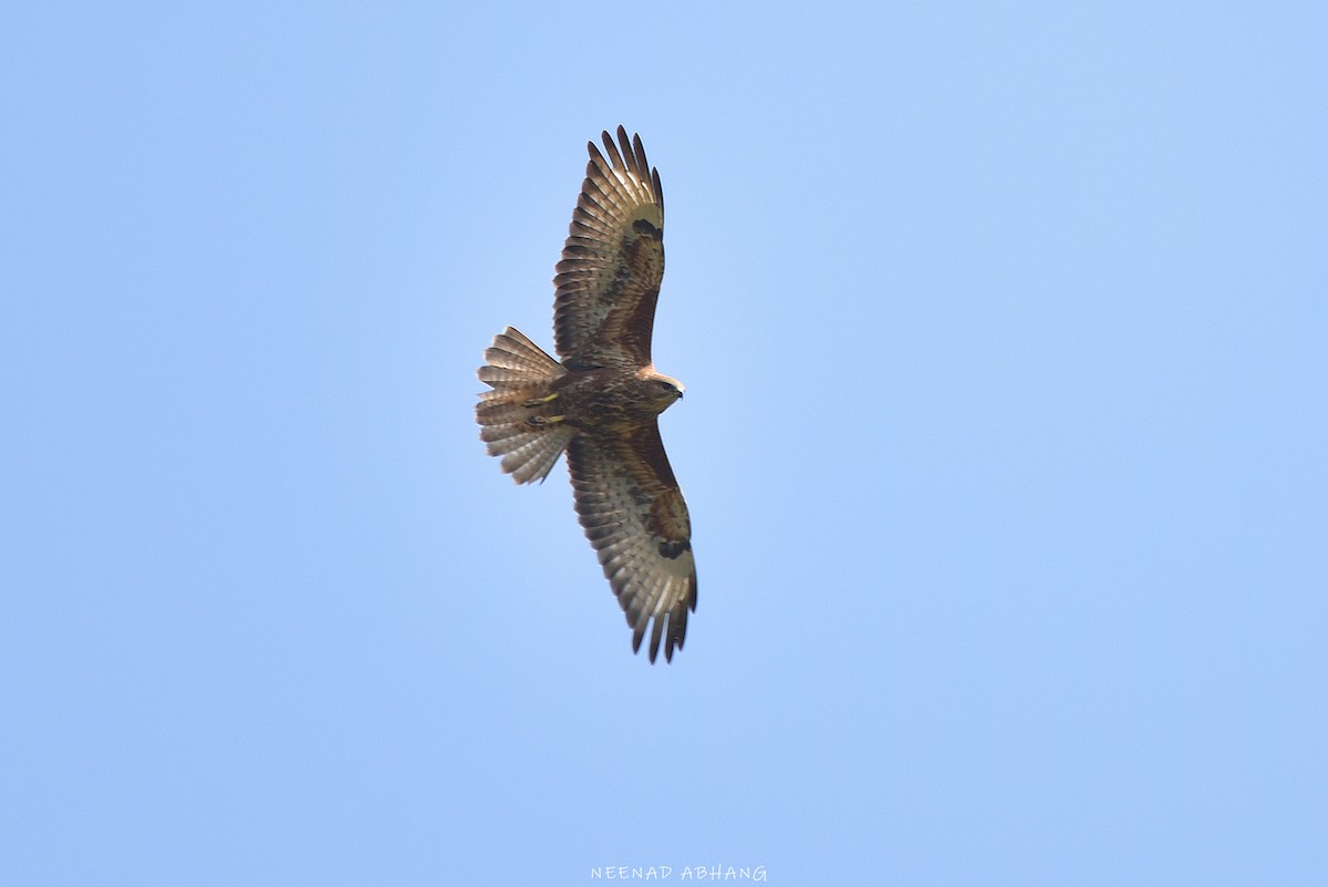 Канюк - ML649727577