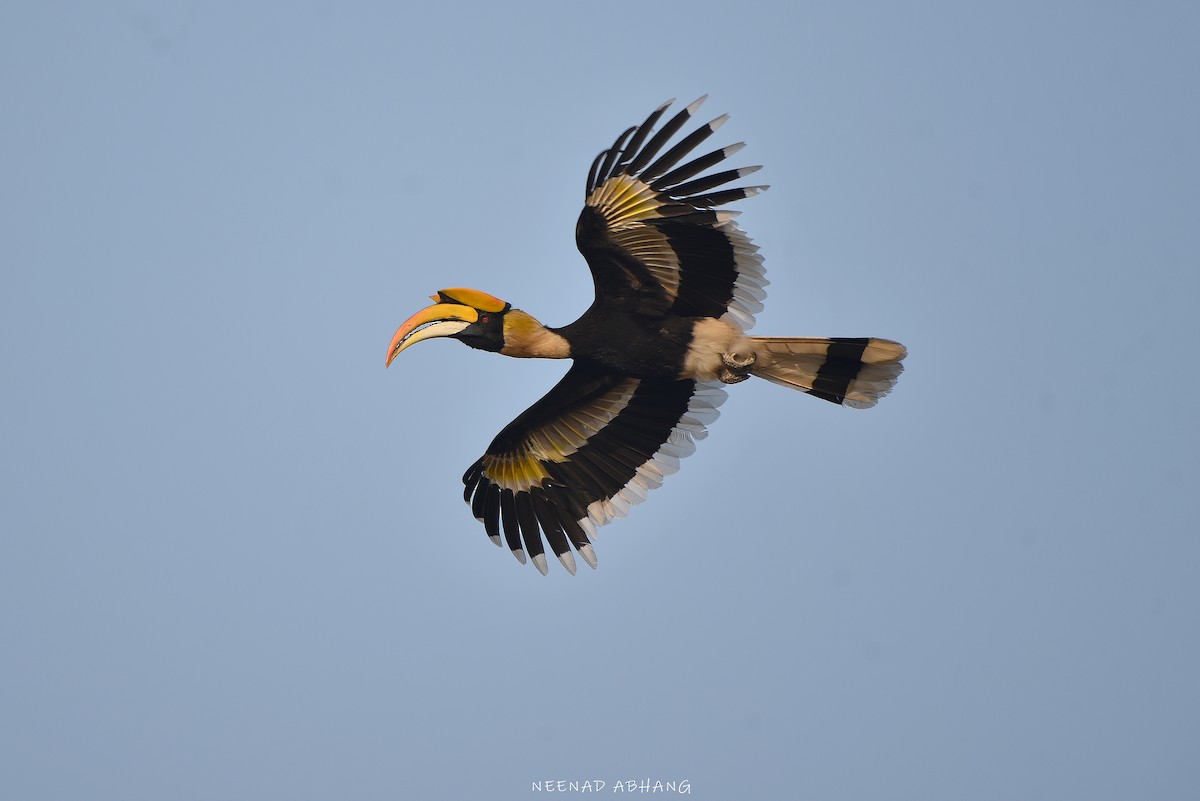 Двурогий калао - ML649727582