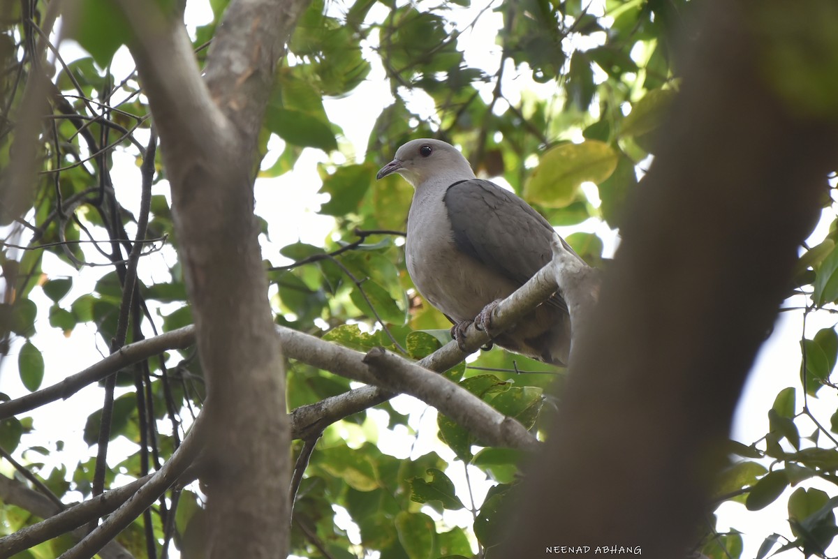 Malabar Imperial-Pigeon - ML649727694