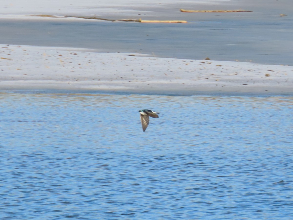 Tree Swallow - ML649727791