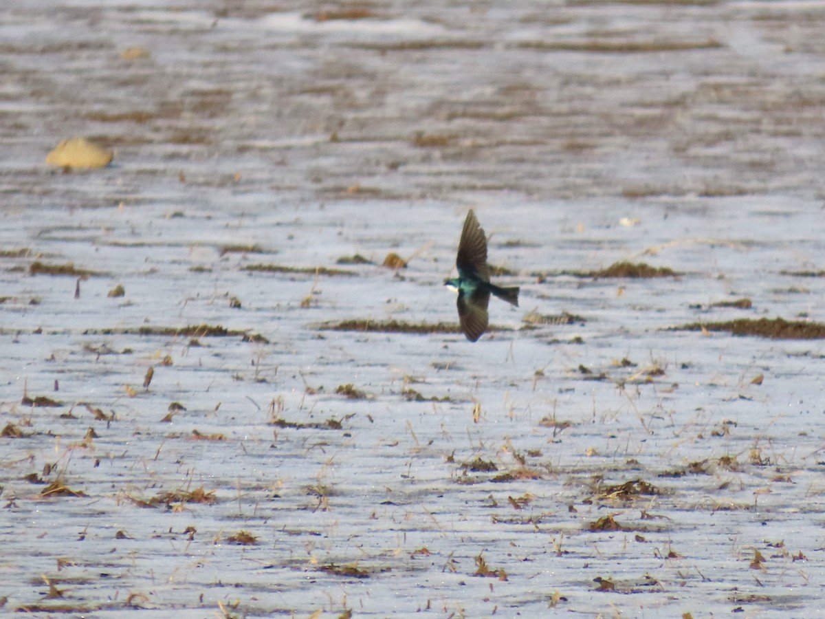 Tree Swallow - ML649727792