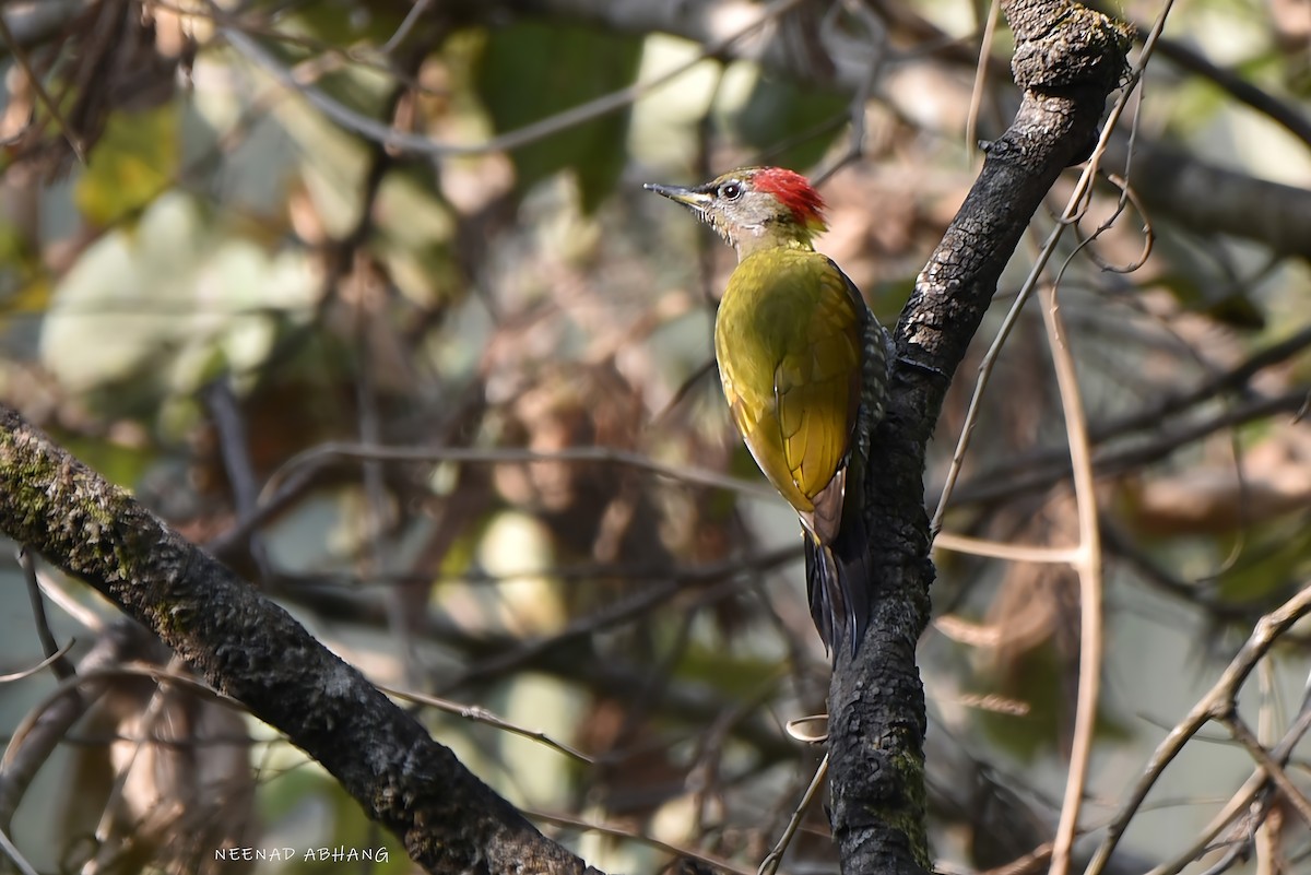 Малый желтохохлый дятел - ML649727868