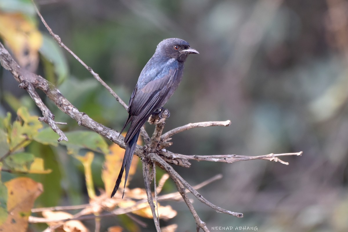 Пепельный дронго - ML649727875