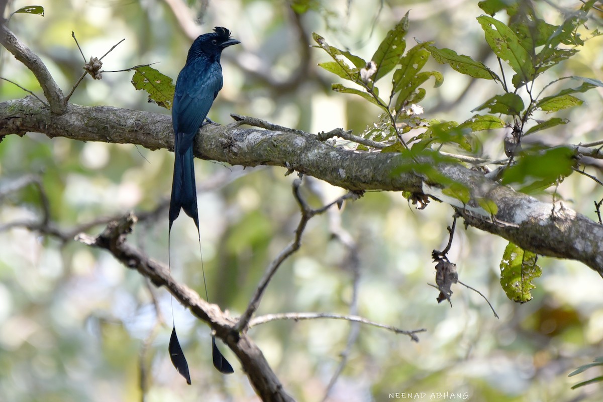 Райский дронго - ML649727885