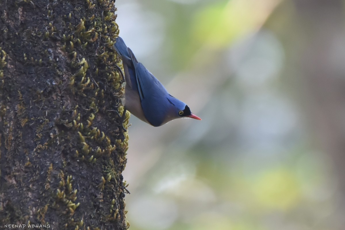 Чернолобый поползень - ML649727888