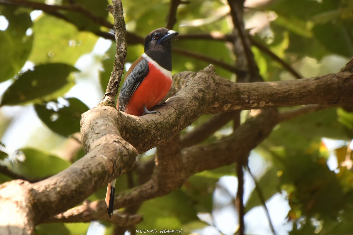 Малабарский трогон - ML649727928