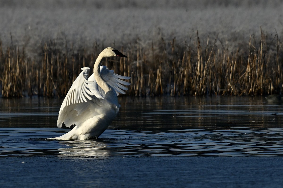Trumpeter Swan - ML649728250