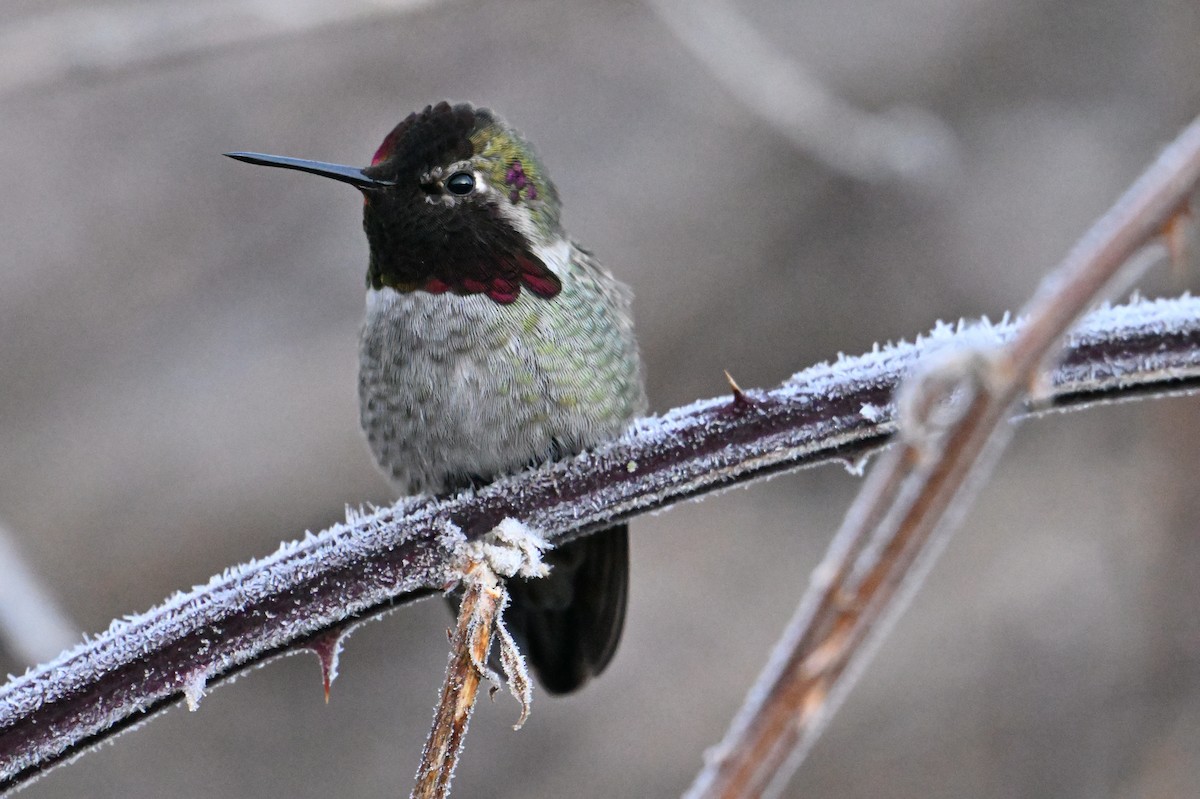 Anna's Hummingbird - ML649728275