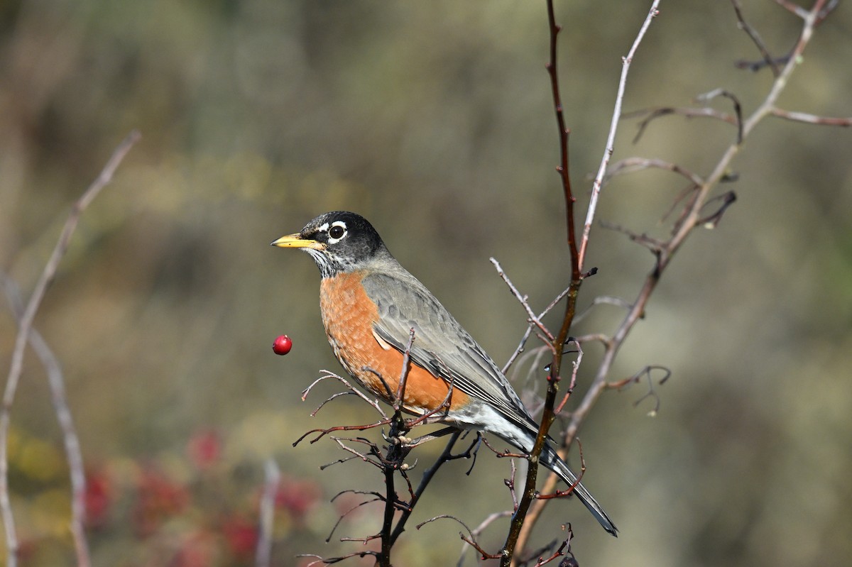 American Robin - ML649728298