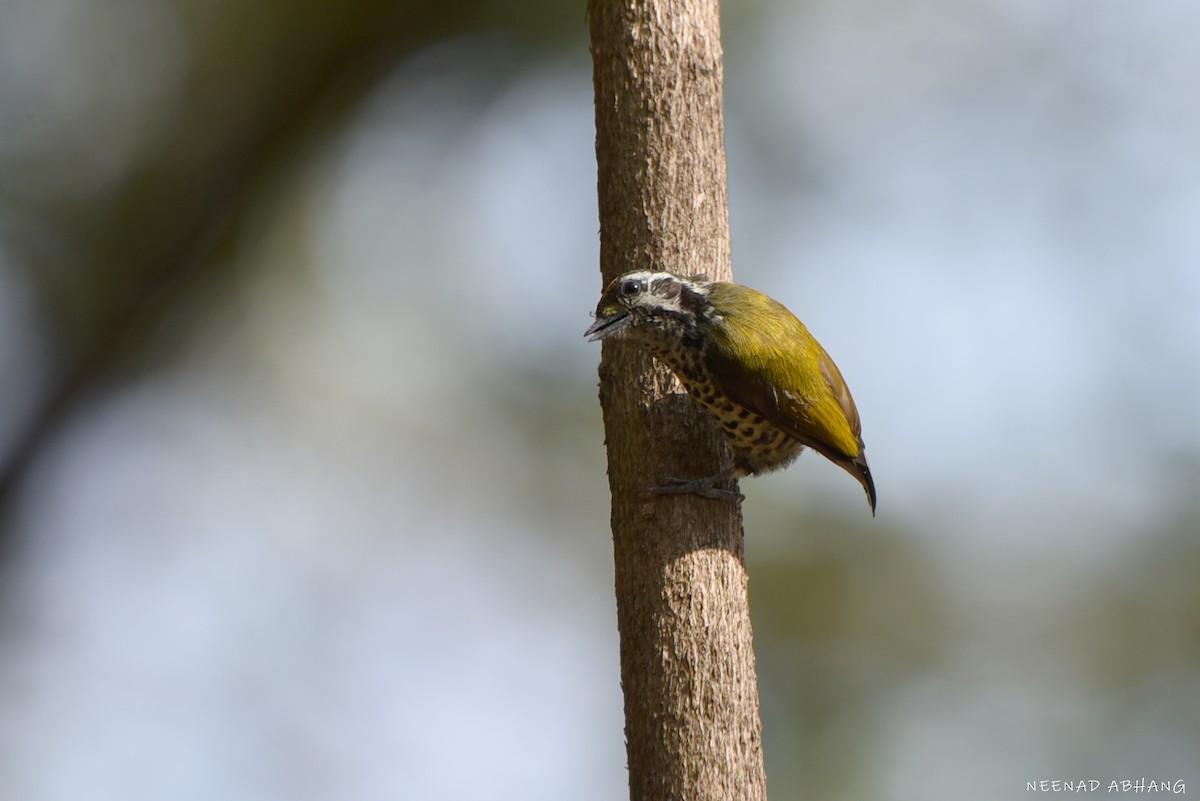 Крапчатый дятелок - ML649728410