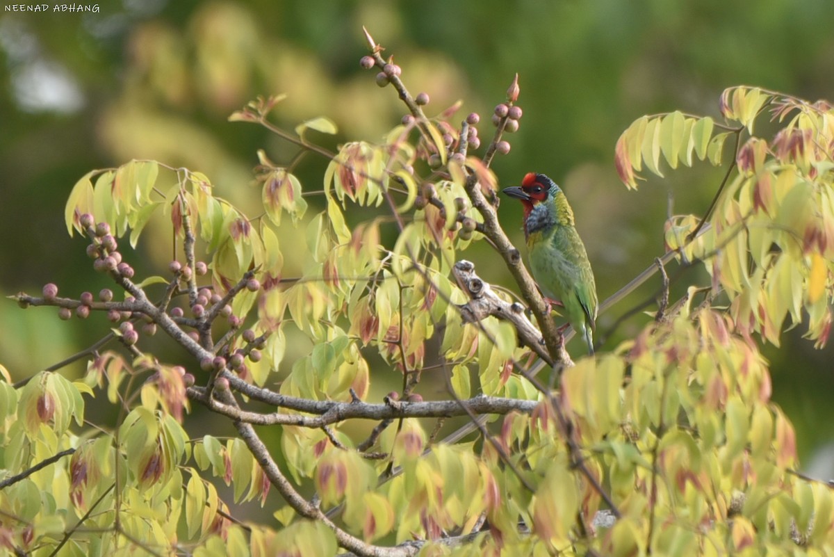 Малабарский бородастик - ML649728754