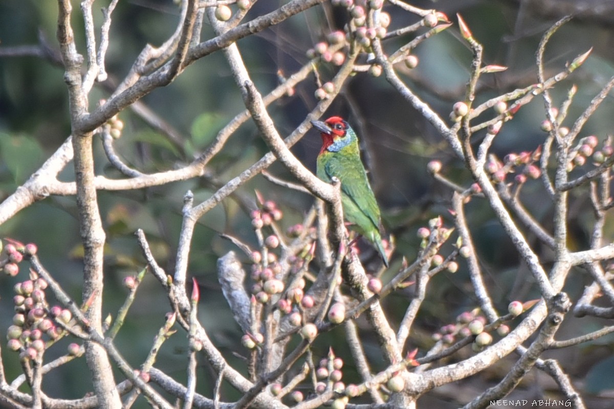 Малабарский бородастик - ML649728755