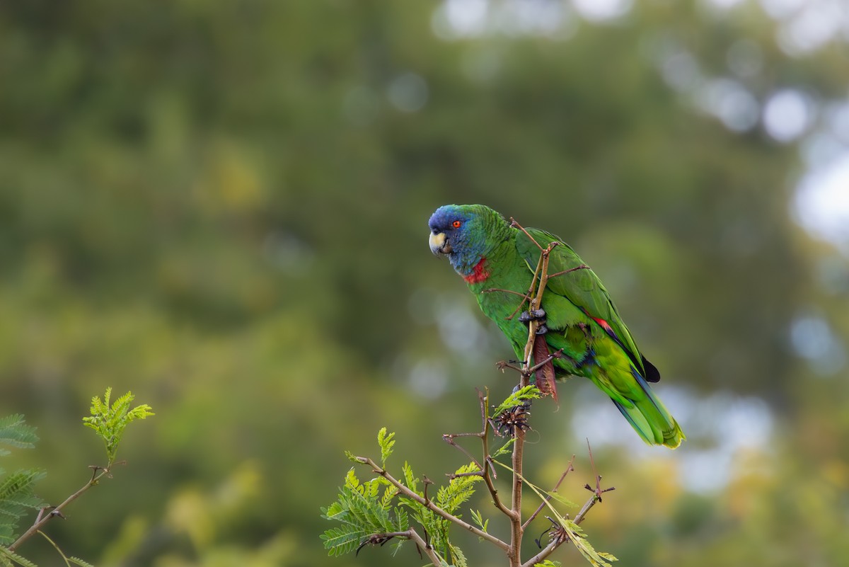 Blaukopfamazone - ML649728758