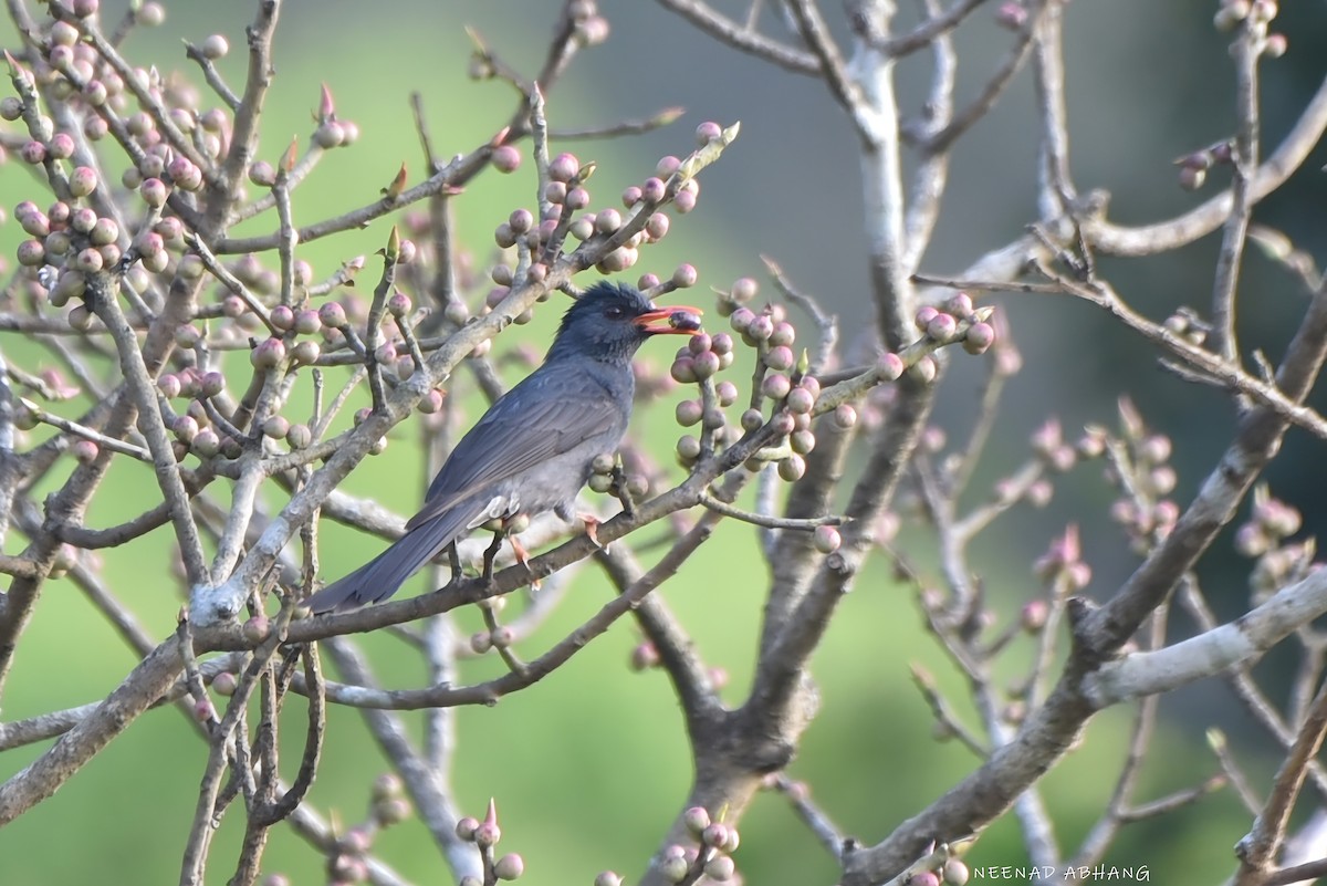Чёрный бюльбюль - ML649728764
