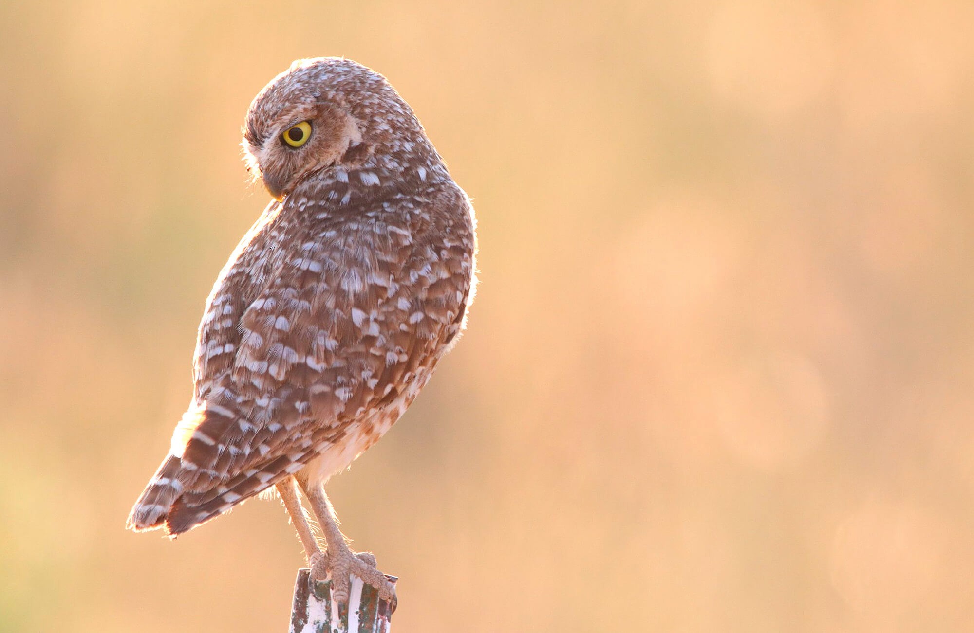 Burrowing Owl