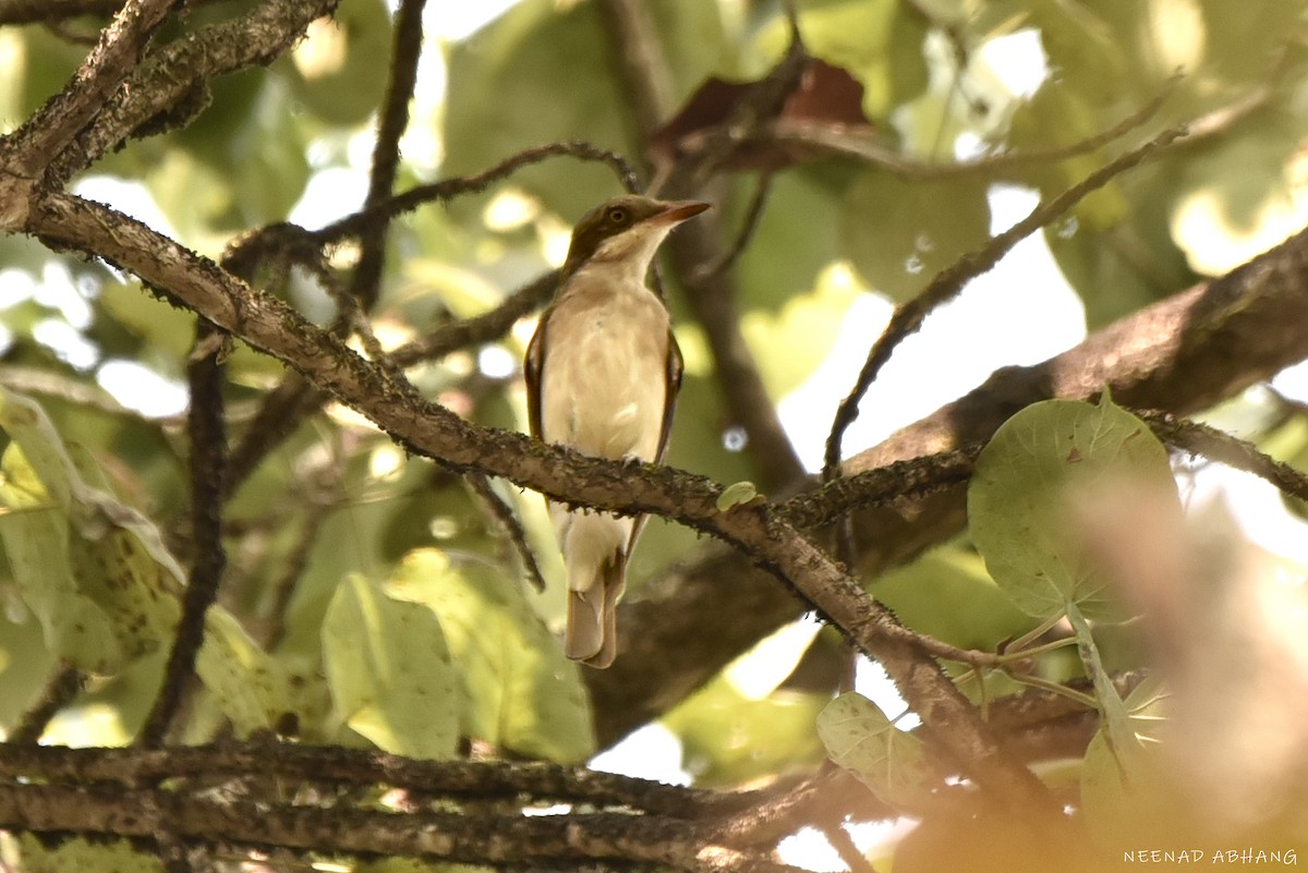 Малабарский личинколов - ML649728964