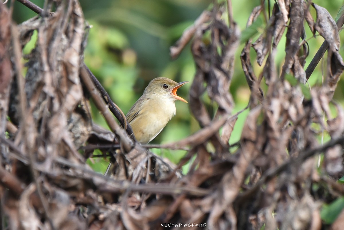 Толстоклювая камышевка - ML649729026