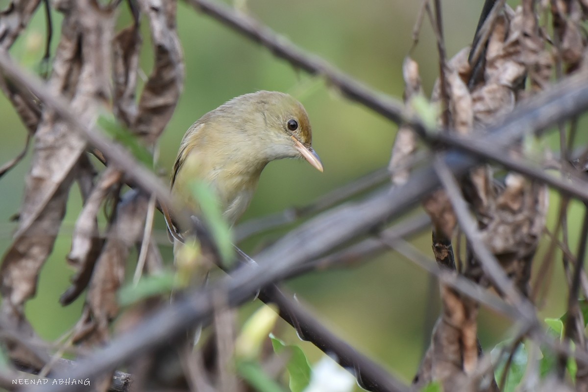 Толстоклювая камышевка - ML649729028