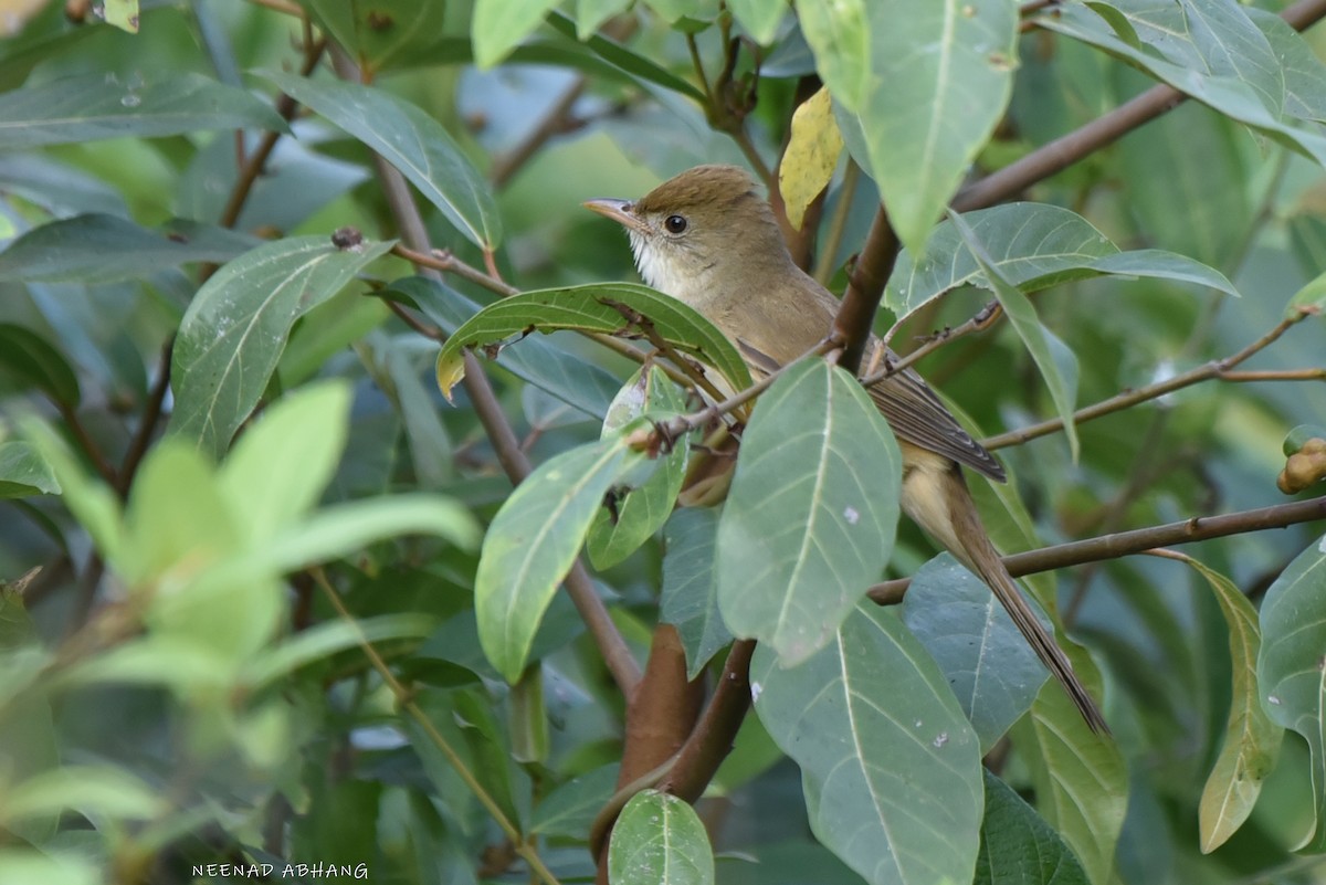 Толстоклювая камышевка - ML649729029