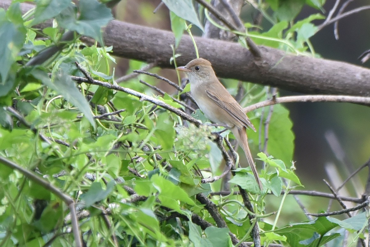 Толстоклювая камышевка - ML649729030