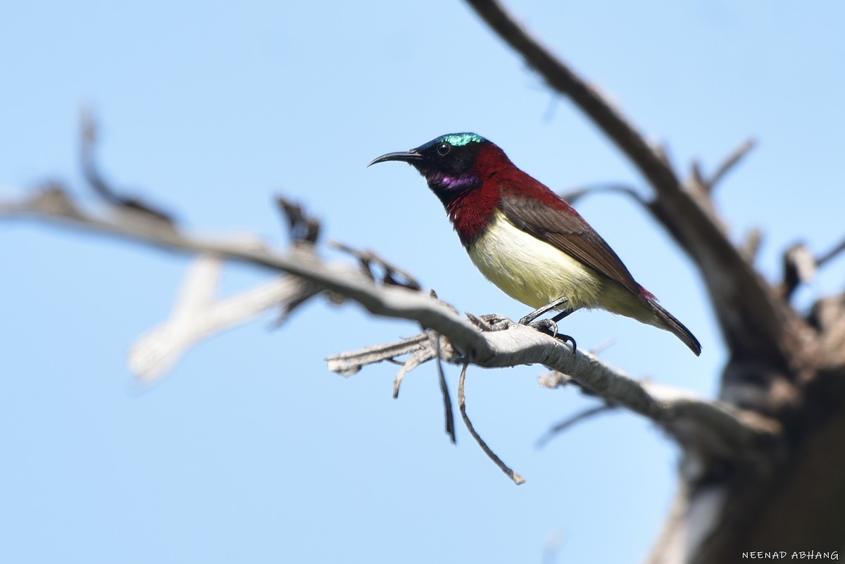 Карликовая нектарница - ML649729147