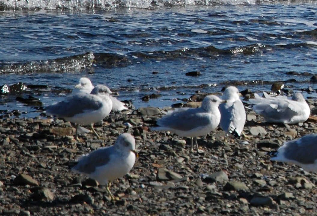Ring-billed Gull - ML64972951