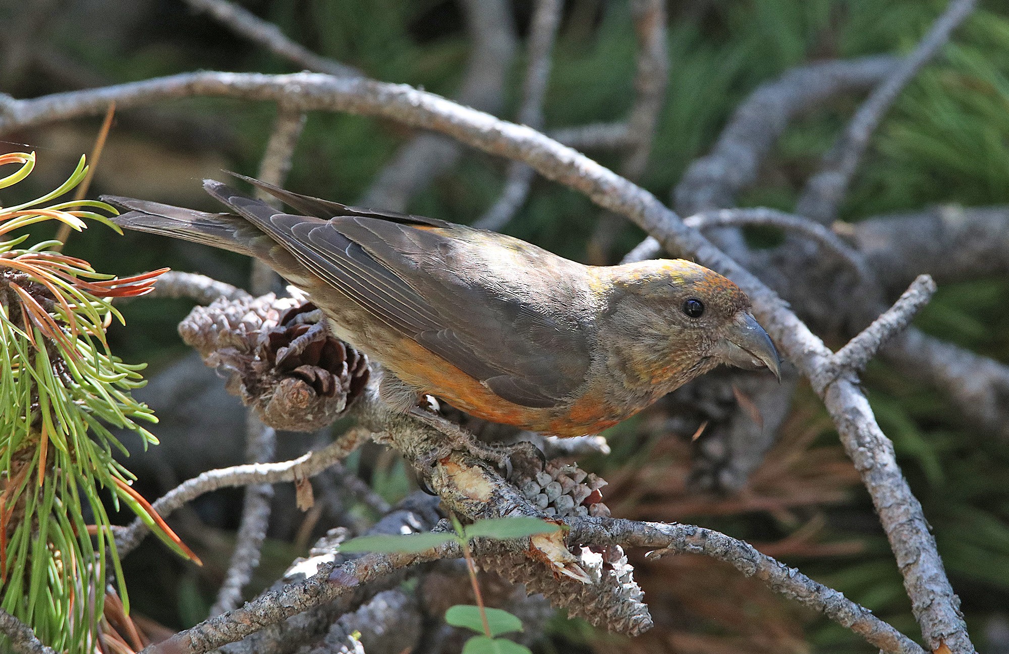 Cassia Crossbill