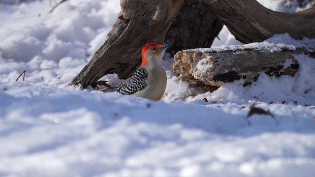 Red-bellied Woodpecker - ML649730309