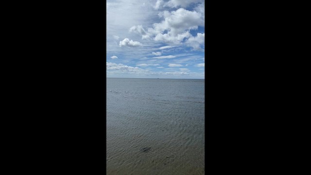Южная ласточка - ML649731115